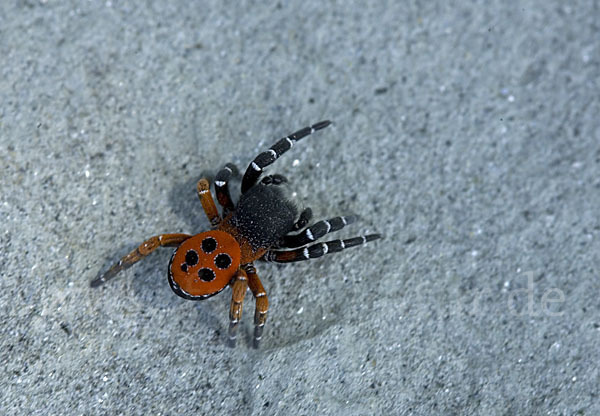 Röhrenspinne spec. (Eresus  cinnaberinus)