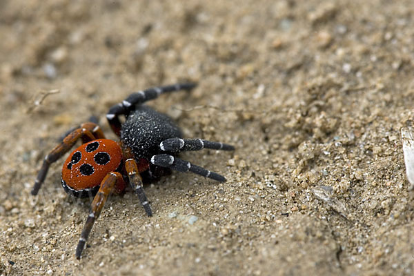 Röhrenspinne spec. (Eresus  cinnaberinus)