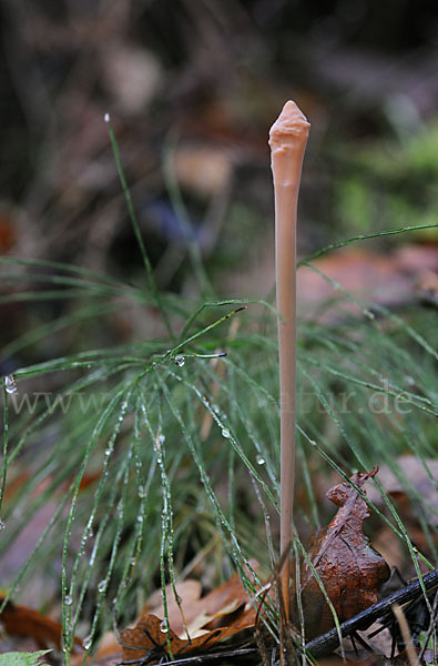 Röhrige Keule (Macrotyphula fistulosa)