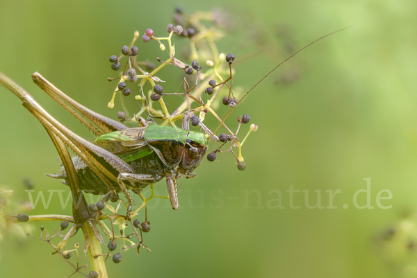 Roesels Beißschrecke (Metrioptera roeselii)