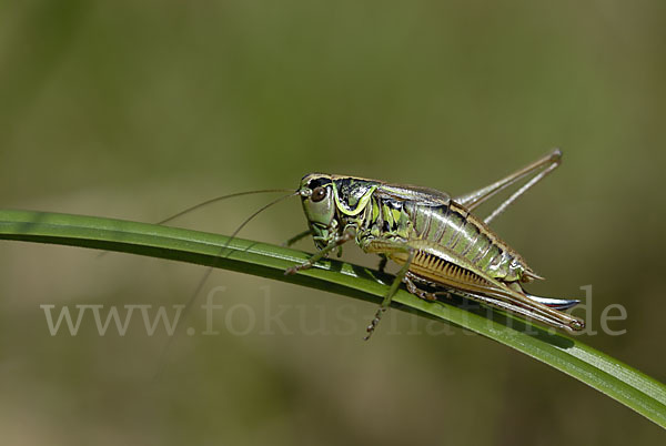 Roesels Beißschrecke (Metrioptera roeselii)