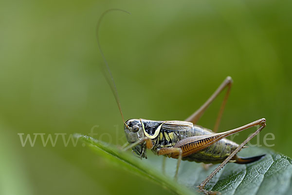 Roesels Beißschrecke (Metrioptera roeselii)