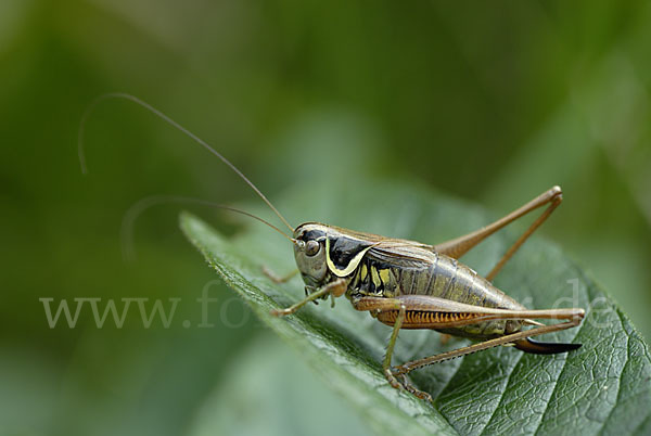 Roesels Beißschrecke (Metrioptera roeselii)