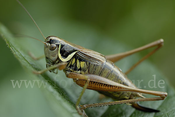 Roesels Beißschrecke (Metrioptera roeselii)