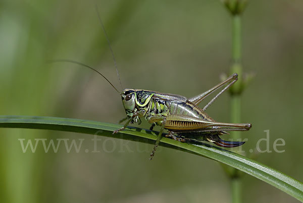 Roesels Beißschrecke (Metrioptera roeselii)