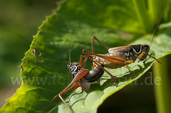 Roesels Beißschrecke (Metrioptera roeselii)