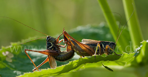 Roesels Beißschrecke (Metrioptera roeselii)