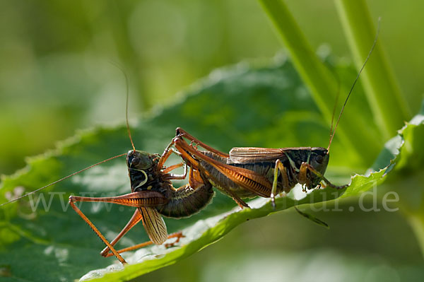 Roesels Beißschrecke (Metrioptera roeselii)