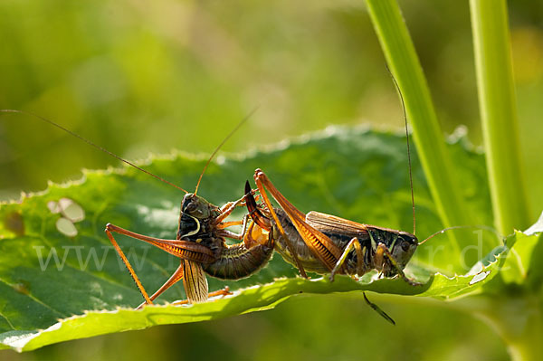 Roesels Beißschrecke (Metrioptera roeselii)