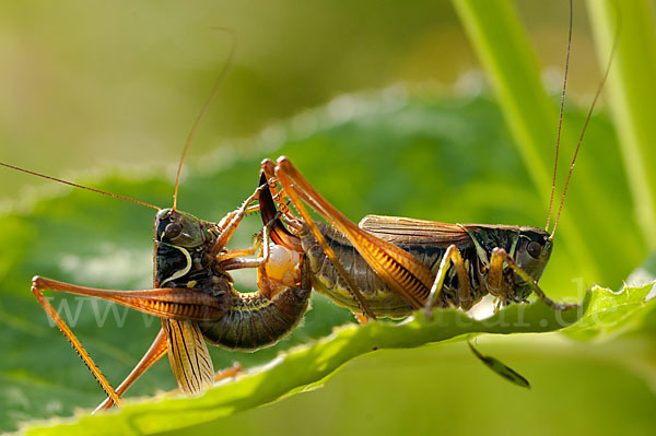 Roesels Beißschrecke (Metrioptera roeselii)