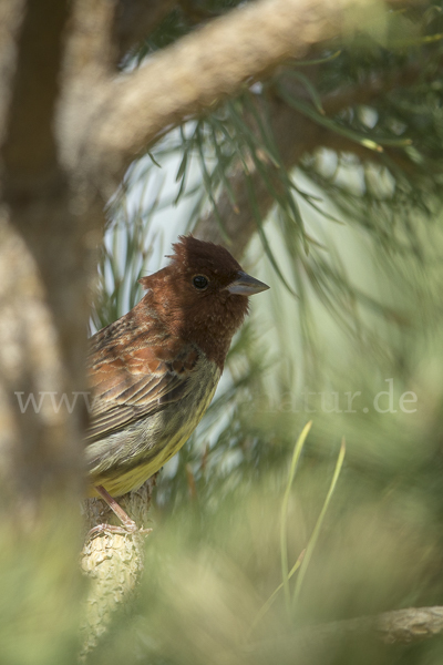 Rötelammer (Emberiza rutila)