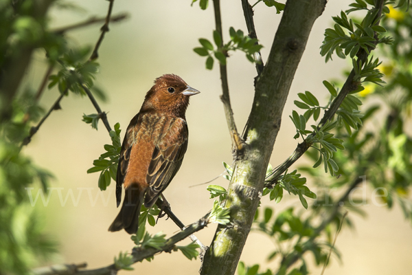 Rötelammer (Emberiza rutila)