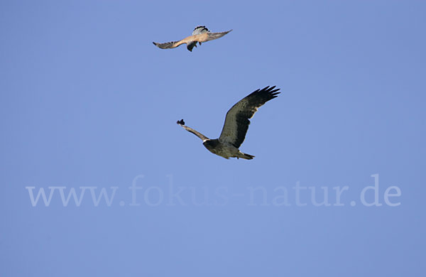 Rötelfalke (Falco naumanni)