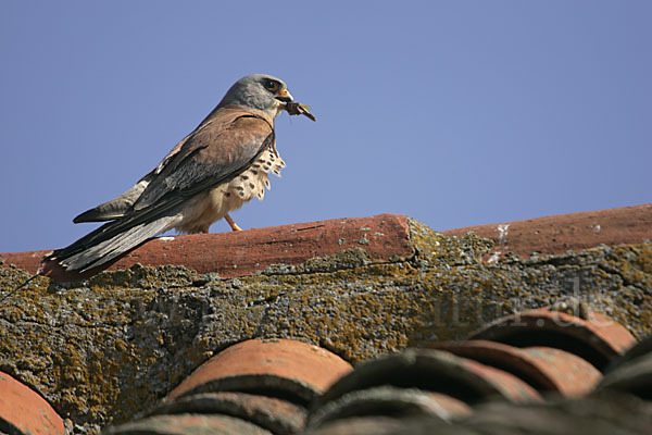 Rötelfalke (Falco naumanni)