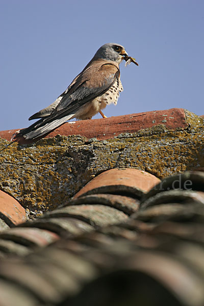 Rötelfalke (Falco naumanni)