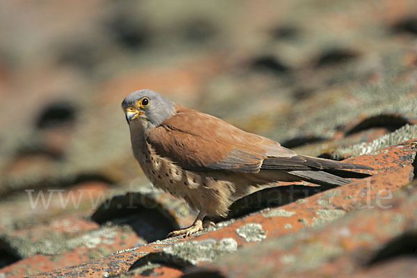 Rötelfalke (Falco naumanni)