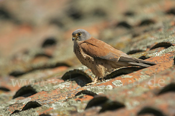 Rötelfalke (Falco naumanni)