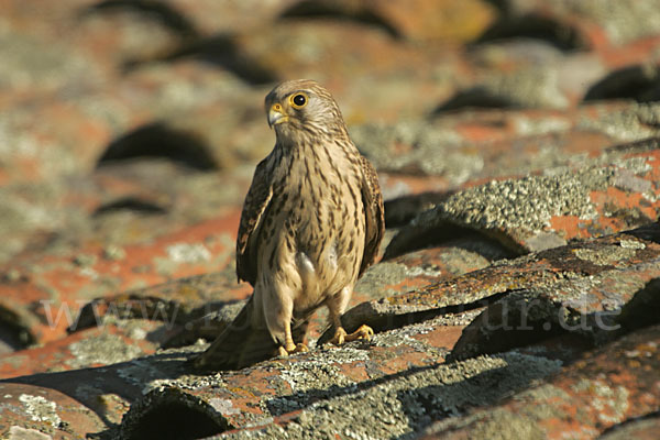 Rötelfalke (Falco naumanni)