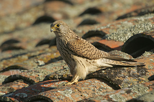 Rötelfalke (Falco naumanni)