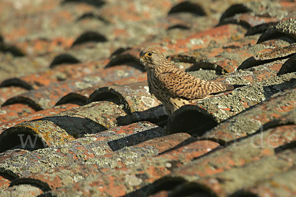 Rötelfalke (Falco naumanni)