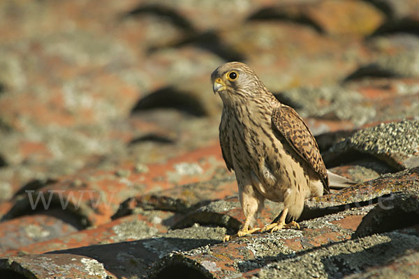 Rötelfalke (Falco naumanni)