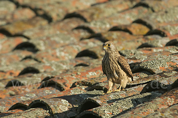 Rötelfalke (Falco naumanni)