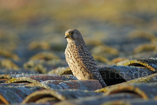 Rötelfalke (Falco naumanni)