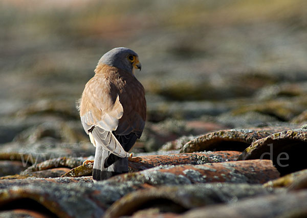 Rötelfalke (Falco naumanni)