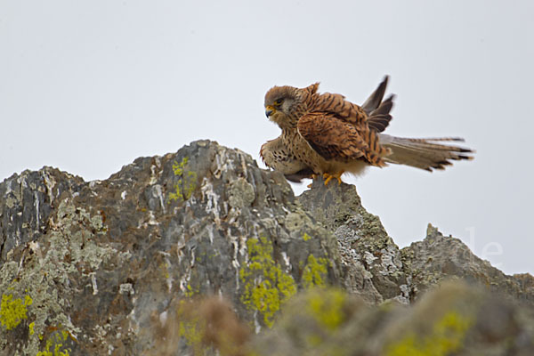 Rötelfalke (Falco naumanni)