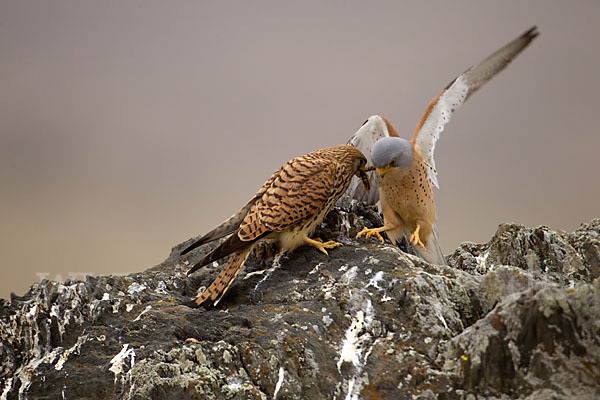 Rötelfalke (Falco naumanni)