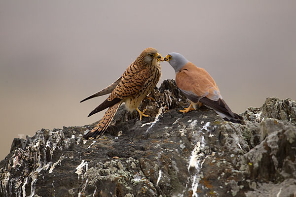 Rötelfalke (Falco naumanni)