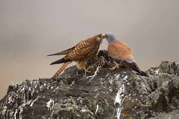 Rötelfalke (Falco naumanni)