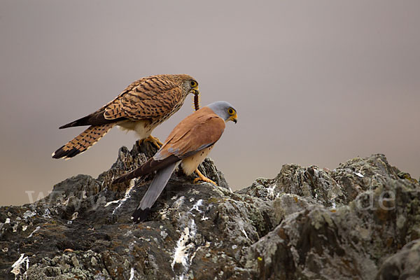 Rötelfalke (Falco naumanni)