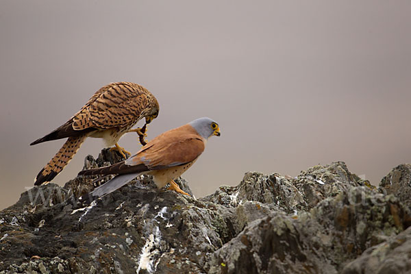Rötelfalke (Falco naumanni)