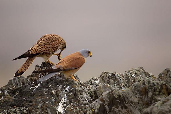 Rötelfalke (Falco naumanni)