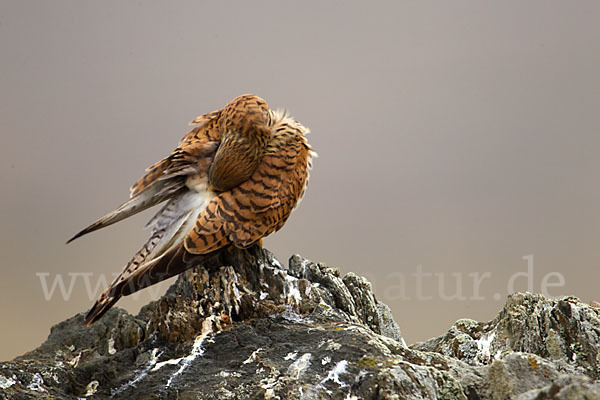 Rötelfalke (Falco naumanni)