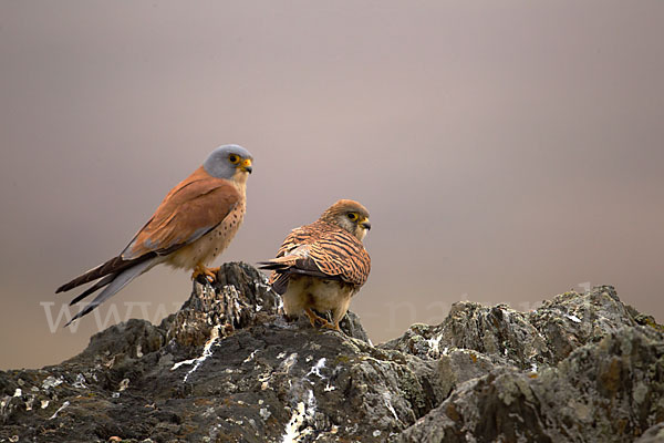 Rötelfalke (Falco naumanni)