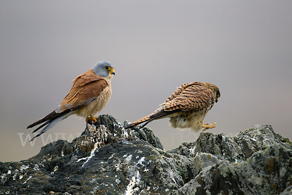 Rötelfalke (Falco naumanni)