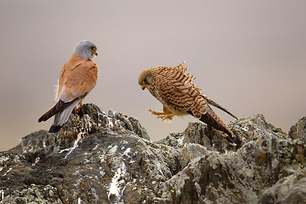 Rötelfalke (Falco naumanni)