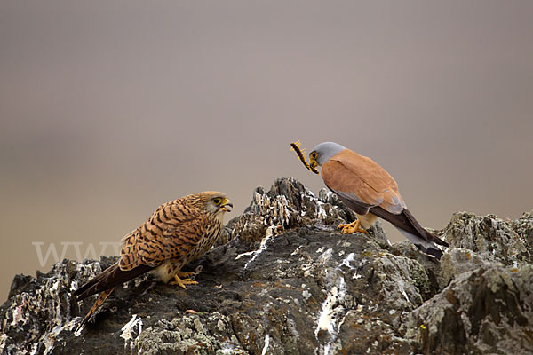 Rötelfalke (Falco naumanni)