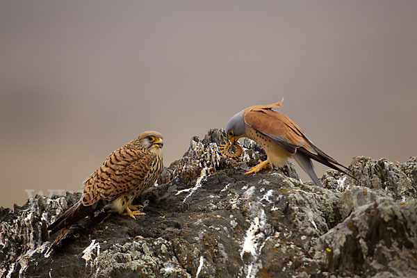 Rötelfalke (Falco naumanni)