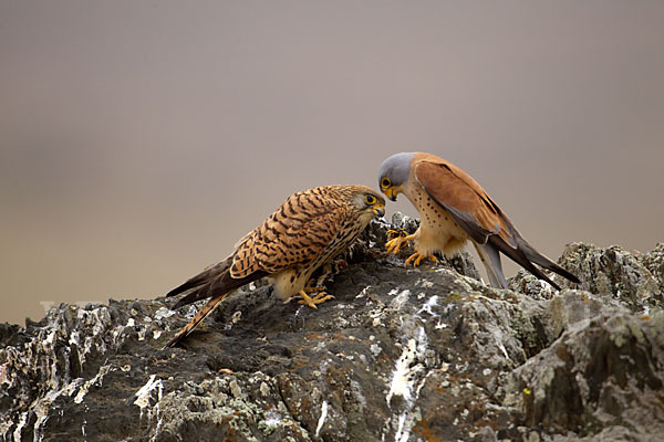 Rötelfalke (Falco naumanni)