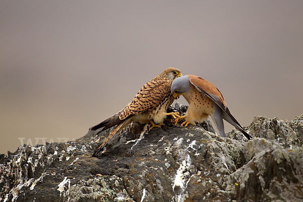 Rötelfalke (Falco naumanni)