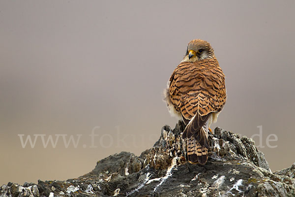 Rötelfalke (Falco naumanni)