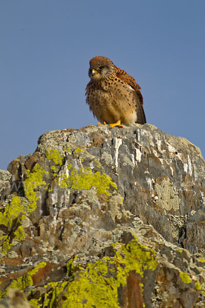 Rötelfalke (Falco naumanni)