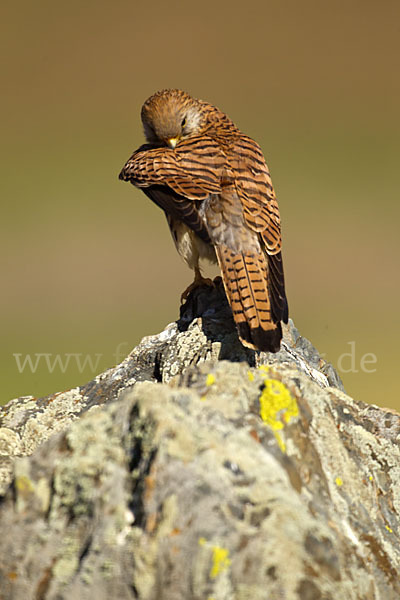 Rötelfalke (Falco naumanni)