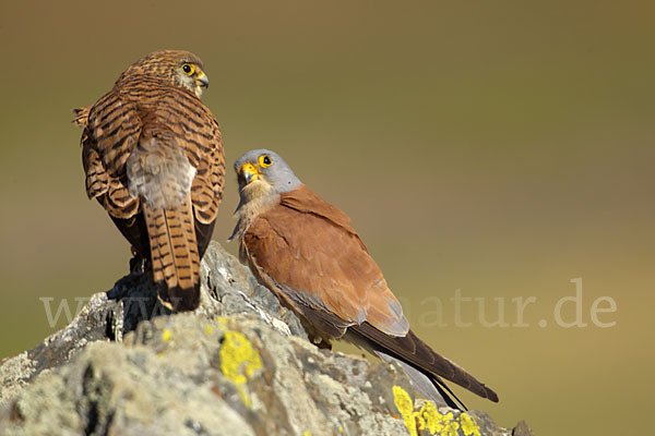 Rötelfalke (Falco naumanni)