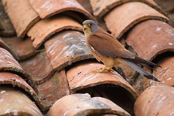 Rötelfalke (Falco naumanni)