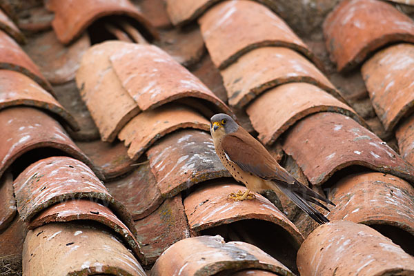 Rötelfalke (Falco naumanni)