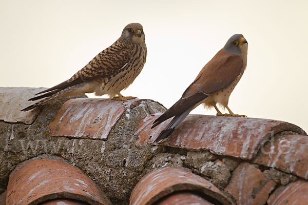 Rötelfalke (Falco naumanni)